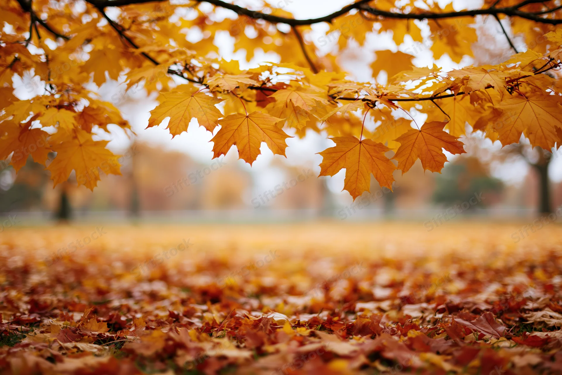 Maple tree branches with yellow and orange leaves framing a carpet of fallen foliage in a park