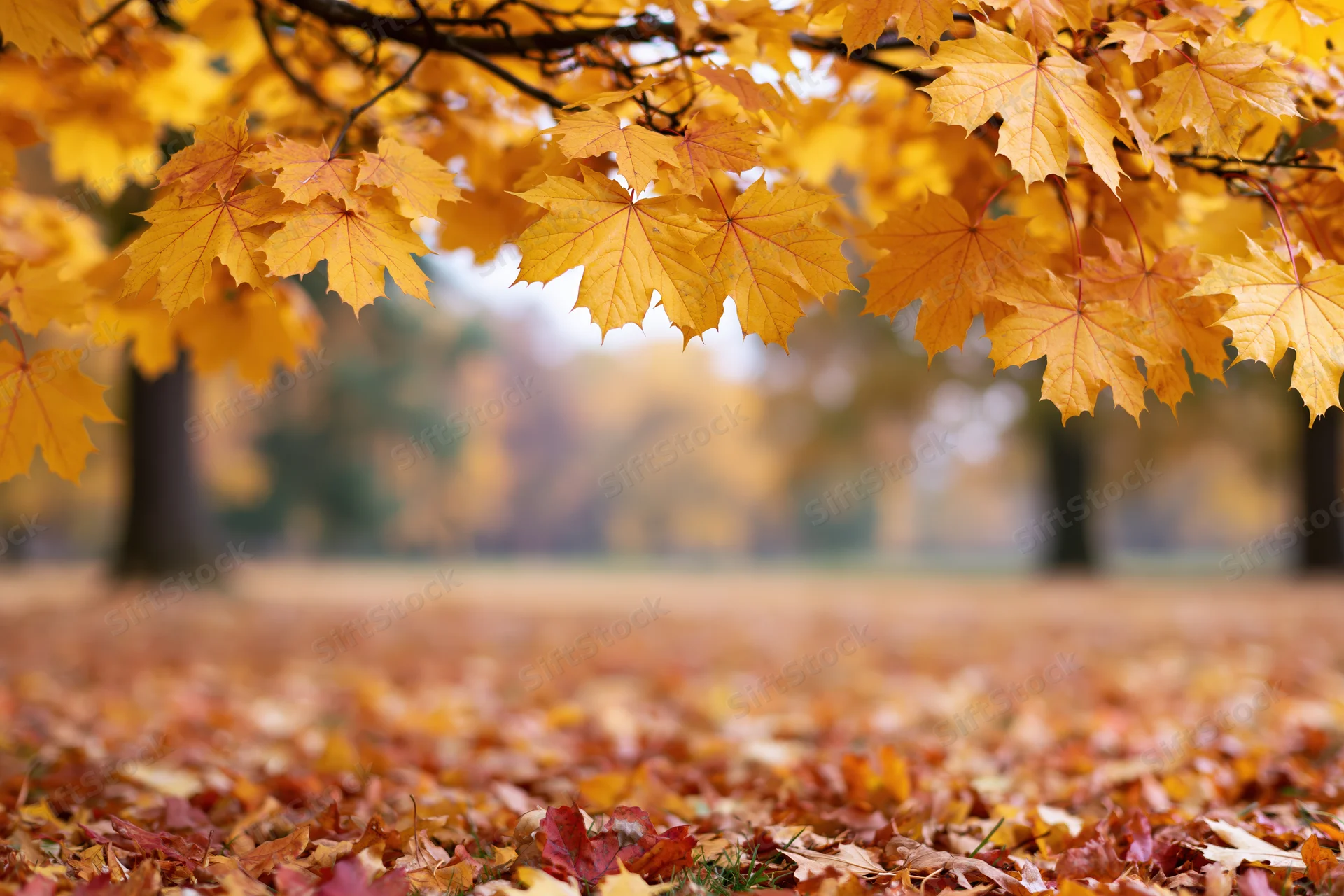 Maple tree branches with yellow and orange leaves framing a carpet of fallen foliage in a park