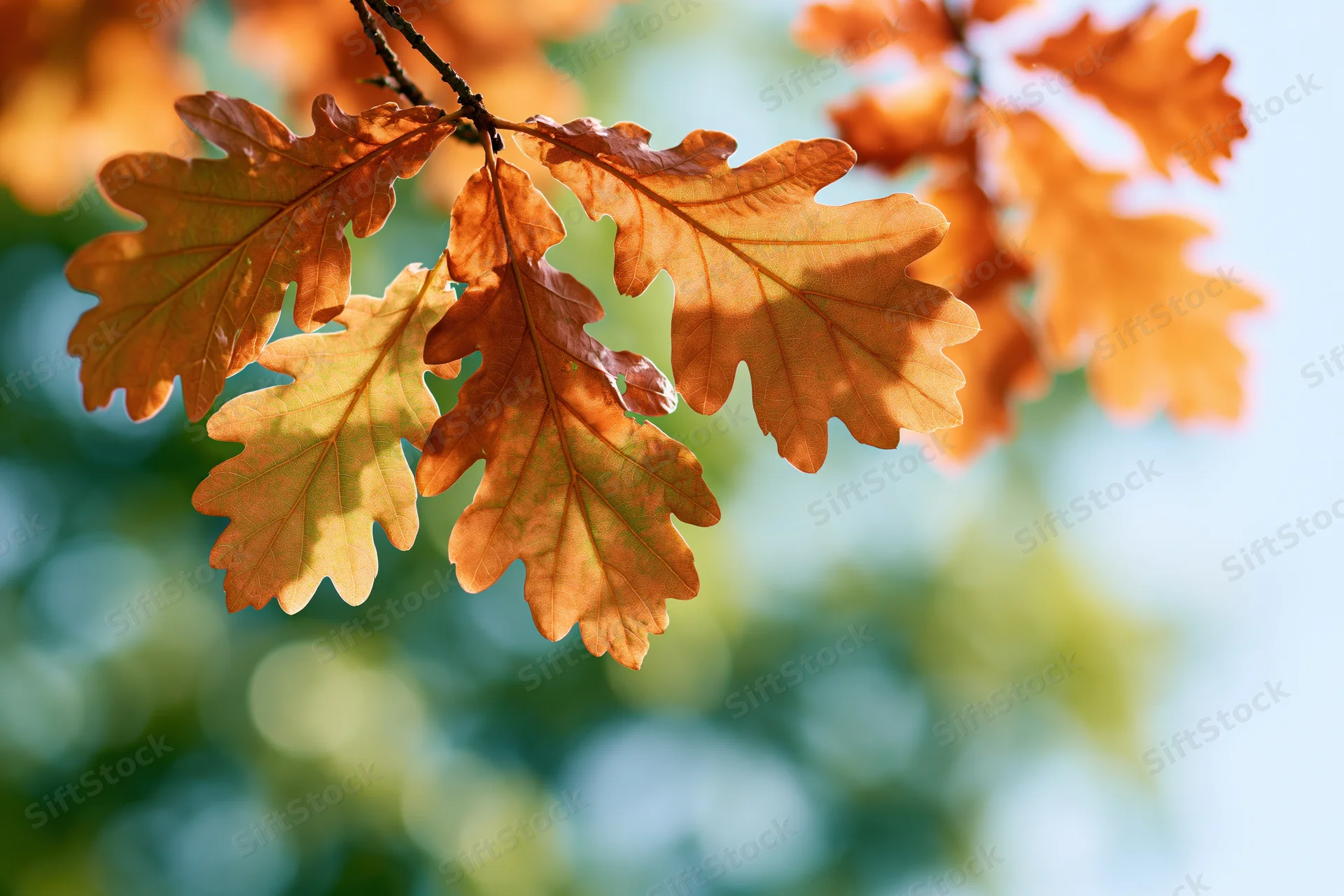 Autumn oak leaves hanging on a branch viewed from below against a blurred sky and foliage background