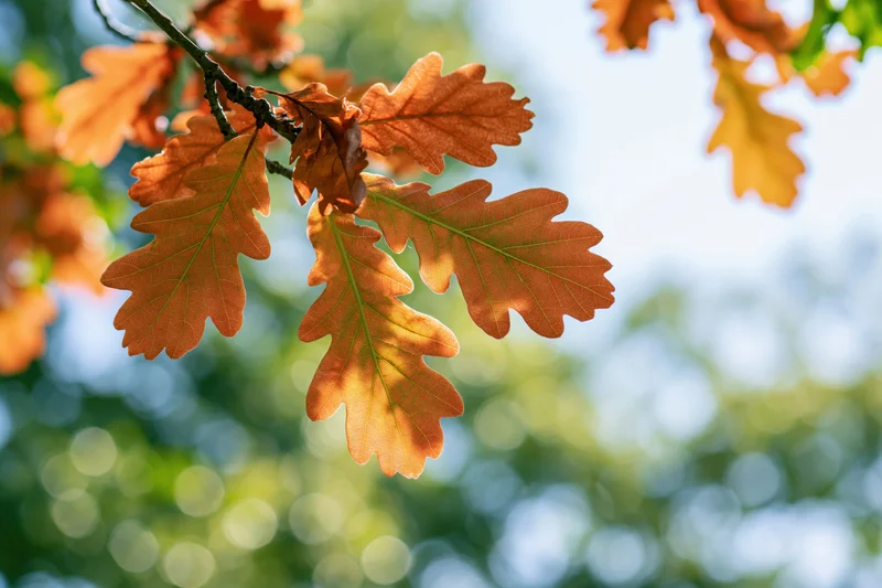 Autumn oak leaves hanging on a branch viewed from below against a blurred sky and foliage background