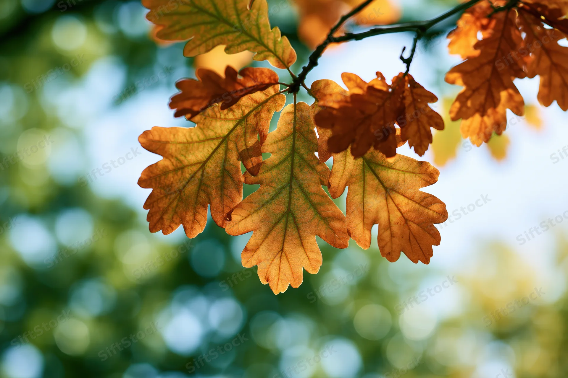 Autumn oak leaves hanging on a branch viewed from below against a blurred green and blue background