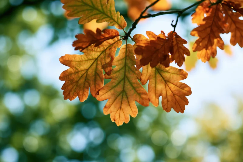 Autumn oak leaves hanging on a branch viewed from below against a blurred green and blue background