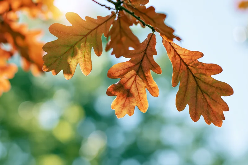 Autumn oak leaves hanging on a branch viewed from below against a blurred sky and greenery