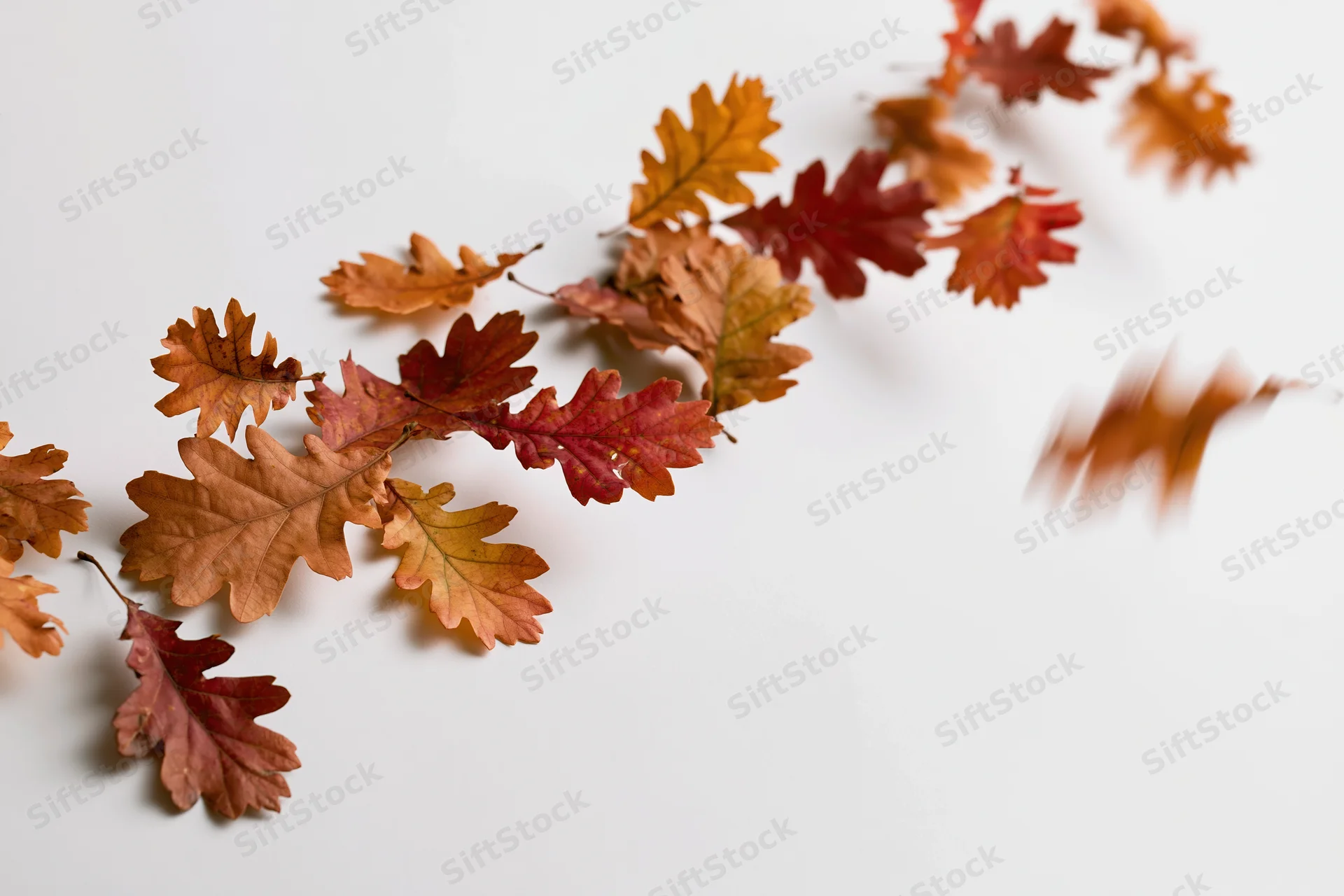 Autumn oak leaves scattered across a white surface in a diagonal arrangement with copyspace