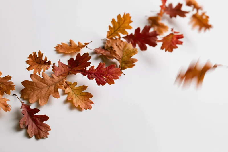 Autumn oak leaves scattered across a white surface in a diagonal arrangement with copyspace