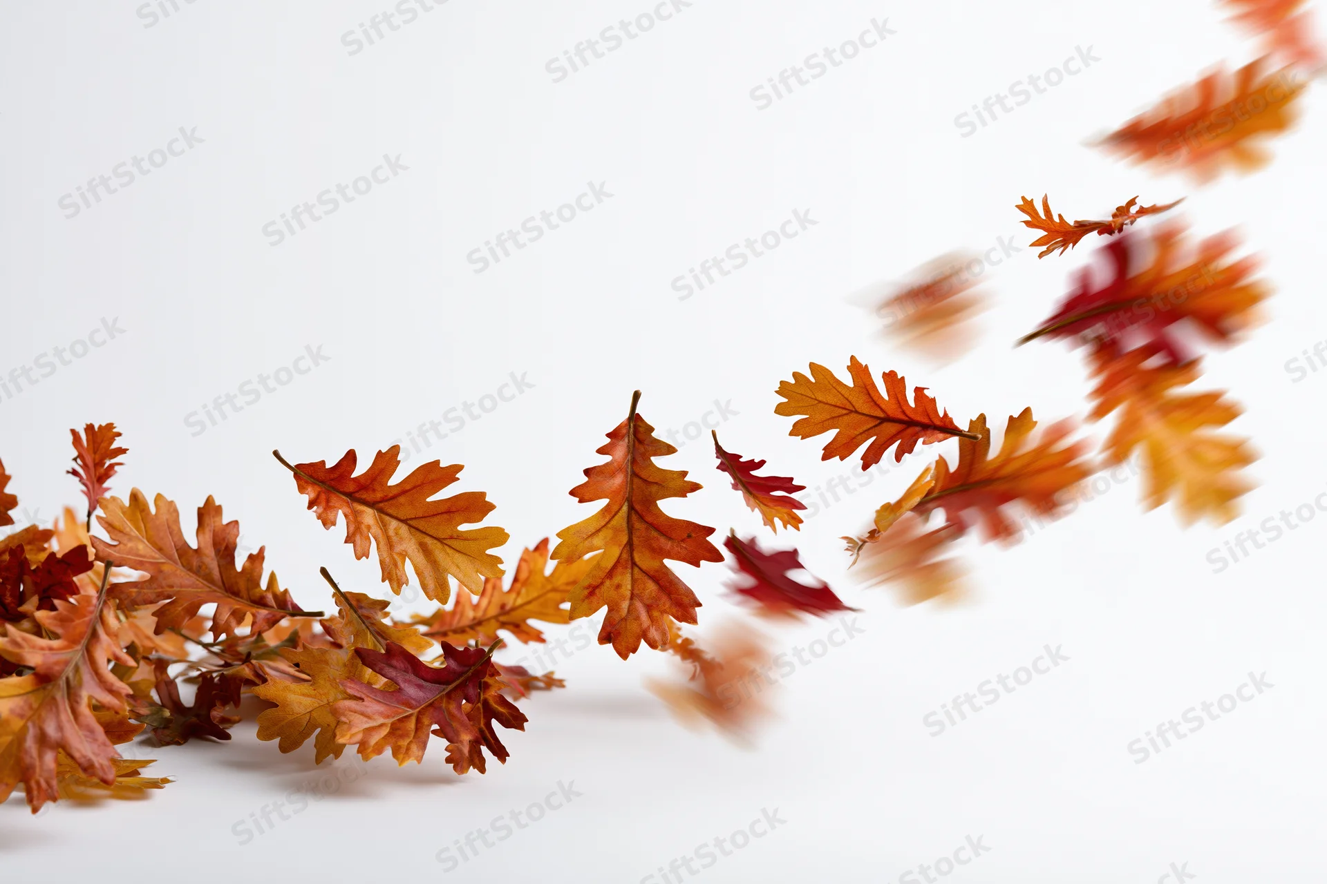 Autumn oak leaves falling and scattered across a white surface with motion blur and copyspace