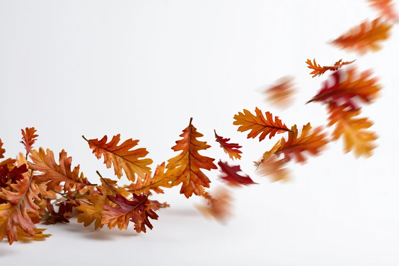 Autumn oak leaves falling and scattered across a white surface with motion blur and copyspace