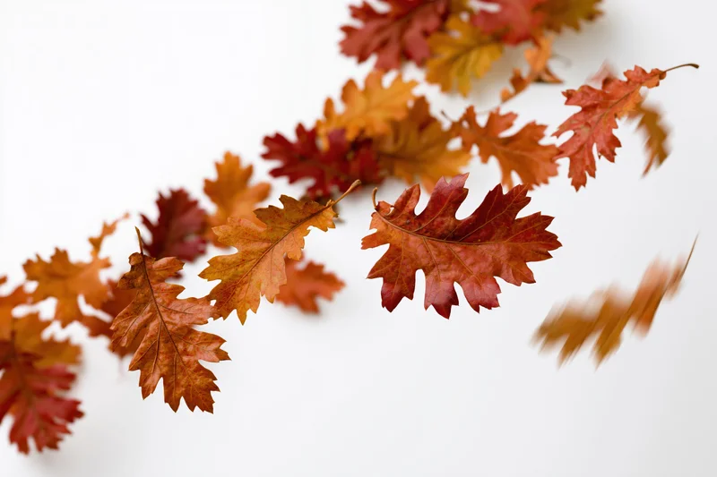 Autumn oak leaves scattered across white background with motion blur and copyspace