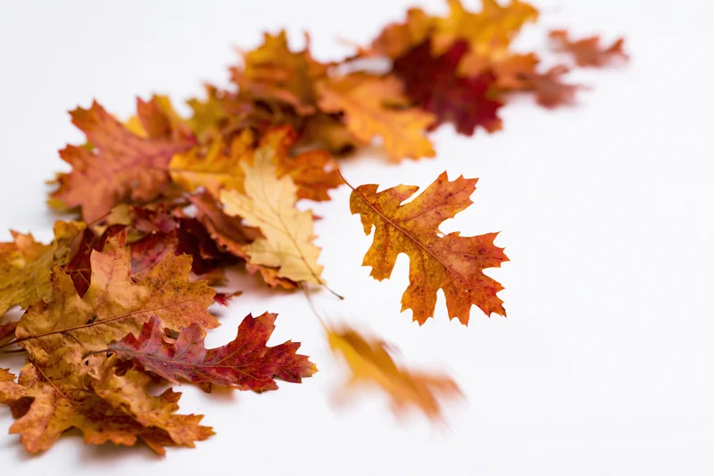 Autumn oak leaves scattered on white background with copyspace