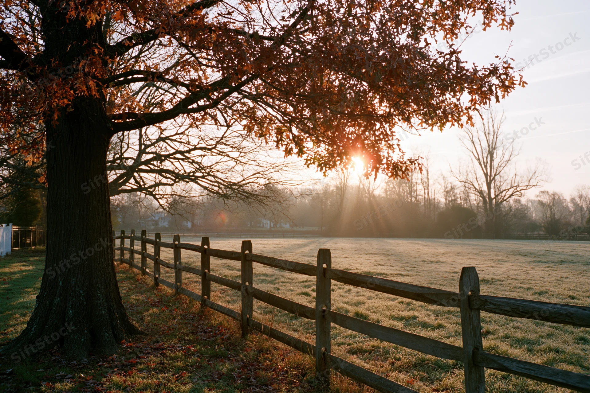 Autumn oak tree with rust-colored leaves overhanging a wooden fence in a frosty rural field at sunrise