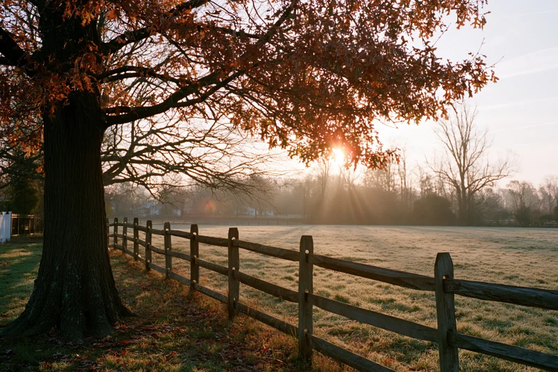 Autumn oak tree with rust-colored leaves overhanging a wooden fence in a frosty rural field at sunrise
