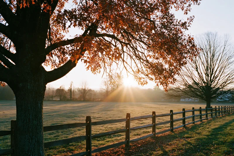 Autumn tree with orange and rust leaves overhanging a wooden fence in a misty field at sunrise