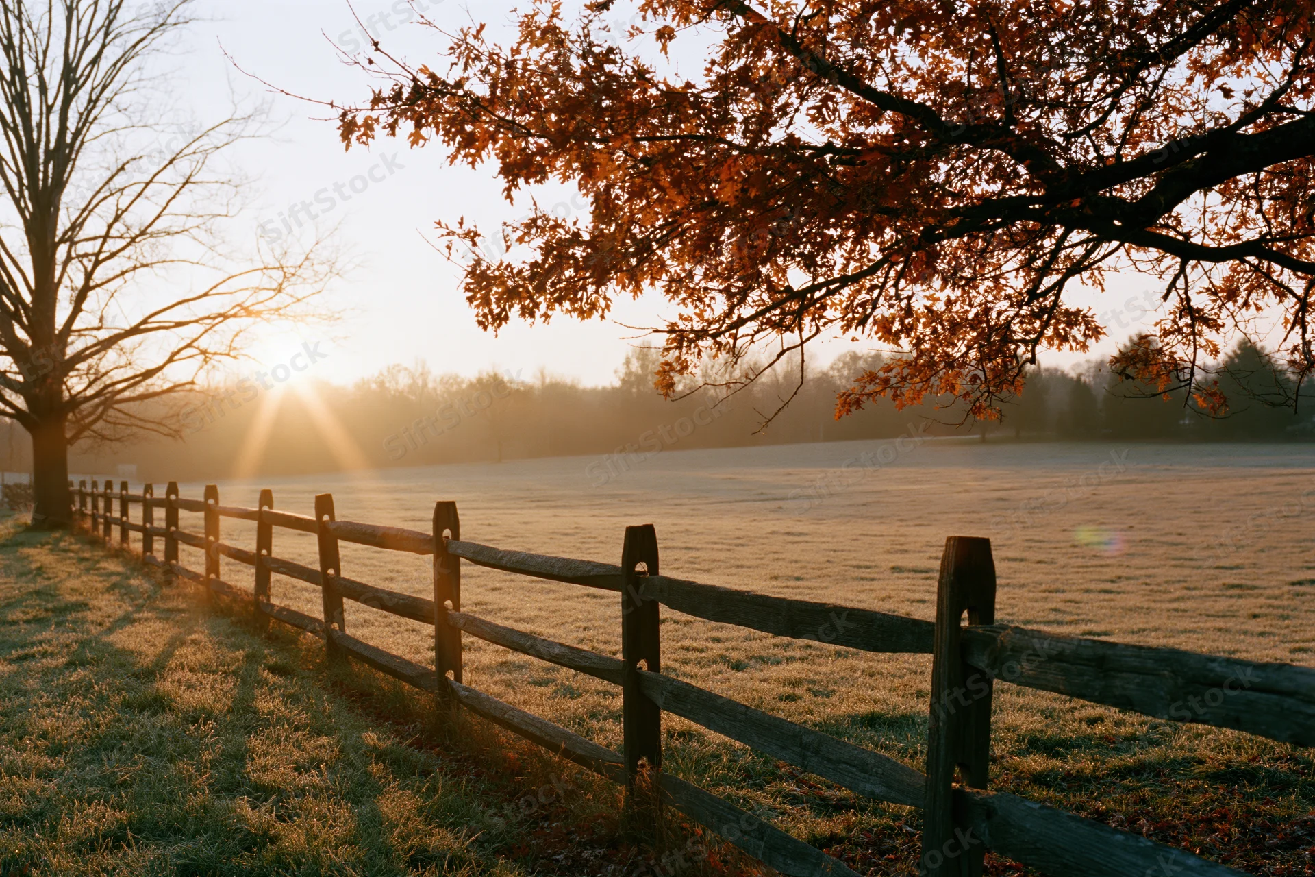 Autumn tree with orange and rust leaves overhanging a wooden fence along a frosty field at sunrise