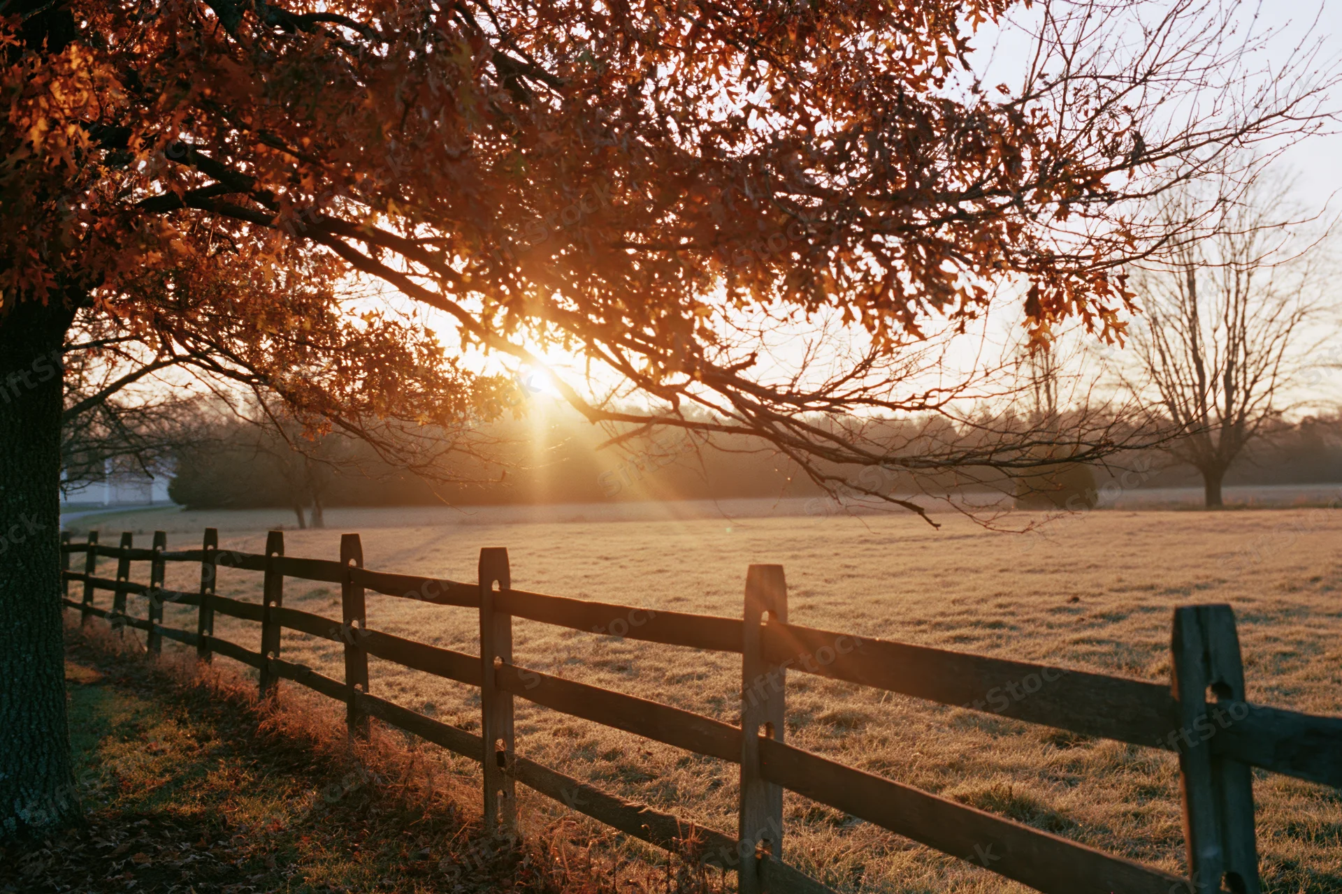 Autumn tree with orange and rust leaves overhanging a wooden fence in a frosty field at sunrise