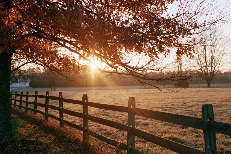 Autumn tree with orange and rust leaves overhanging a wooden fence in a frosty field at sunrise