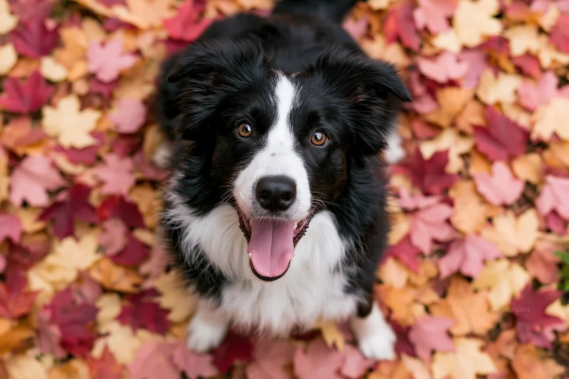 Black and white border collie sitting on ground covered in autumn leaves with tongue out
