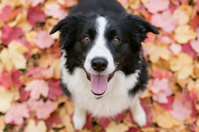 Black and white border collie puppy sitting on ground covered in colorful autumn leaves, tongue out, panting