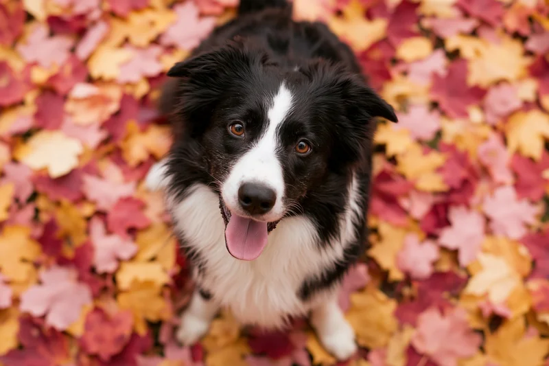 Black and white border collie sitting on ground covered in colorful autumn leaves with tongue out