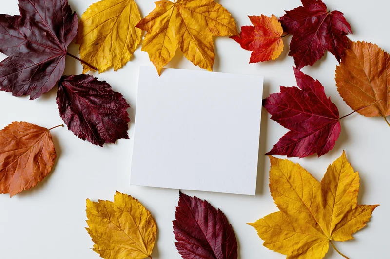 Blank white square card centered on a flat lay of colorful autumn maple leaves on white surface