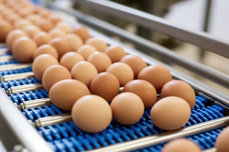 Brown eggs moving along a blue and stainless steel conveyor belt in a food processing facility