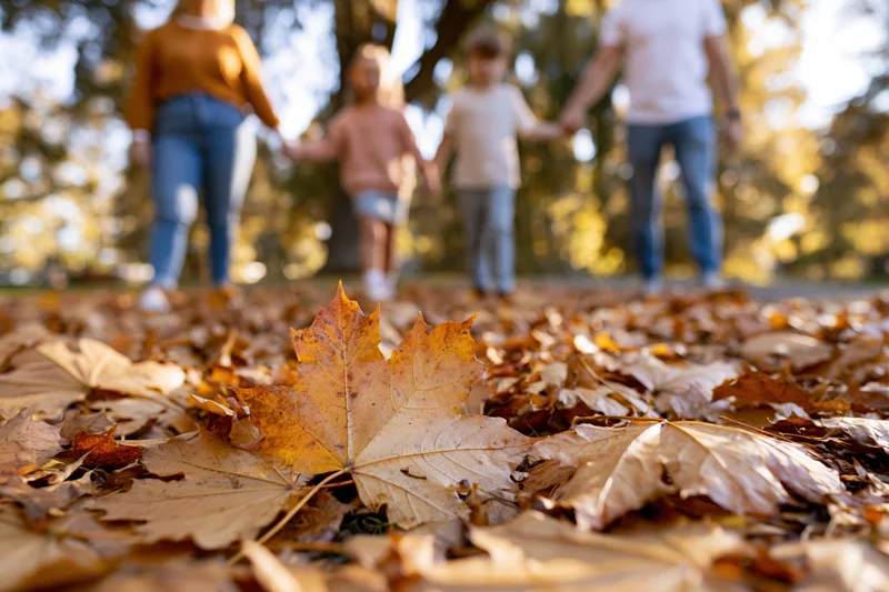 Fallen autumn maple leaves on ground with family walking in background holding hands in park