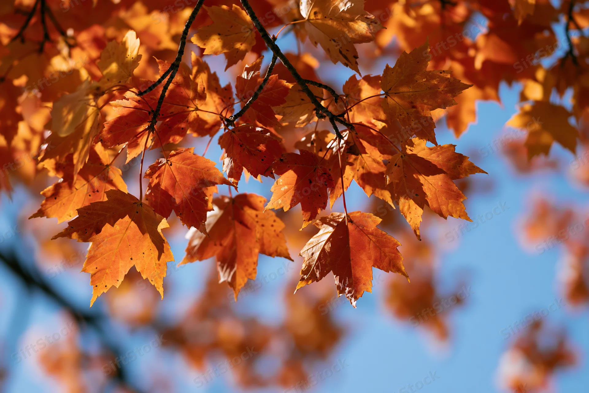 Close-up of maple tree branches covered in orange autumn leaves against a clear blue sky