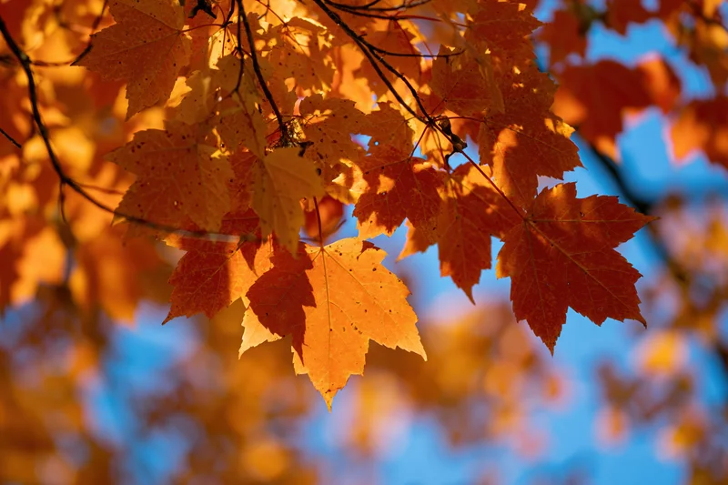 Close-up of maple leaves in autumn colors against a blue sky
