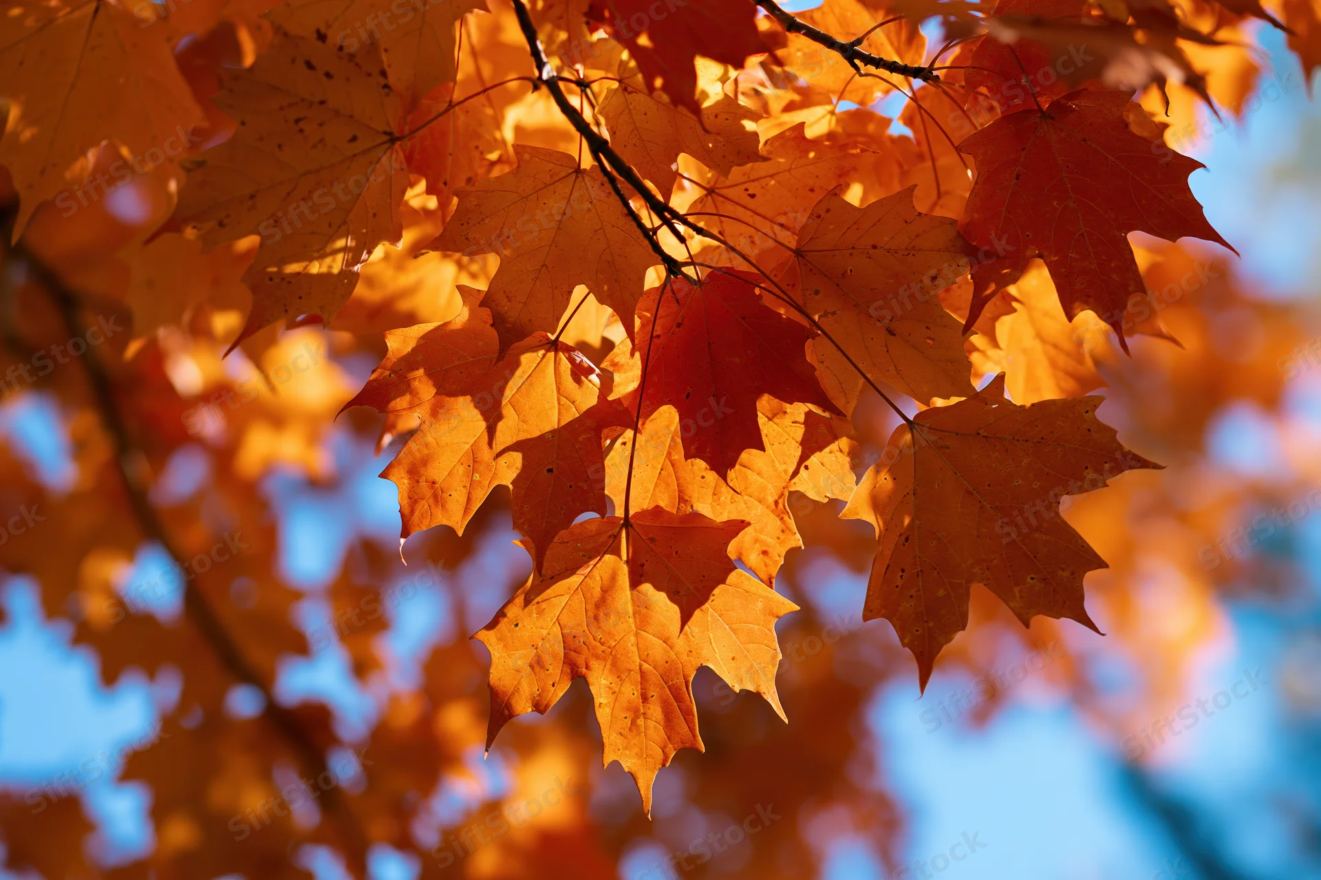 Maple leaves in autumn colors on branches against blue sky