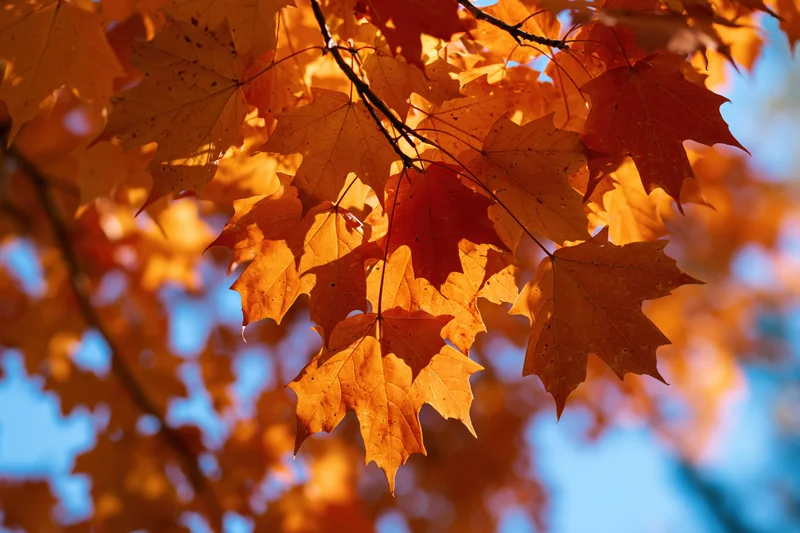 Maple leaves in autumn colors on branches against blue sky