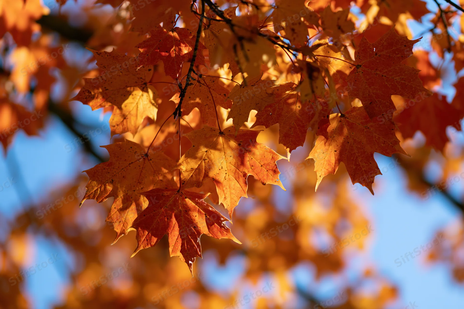 Maple leaves in autumn colors on branches against blue sky