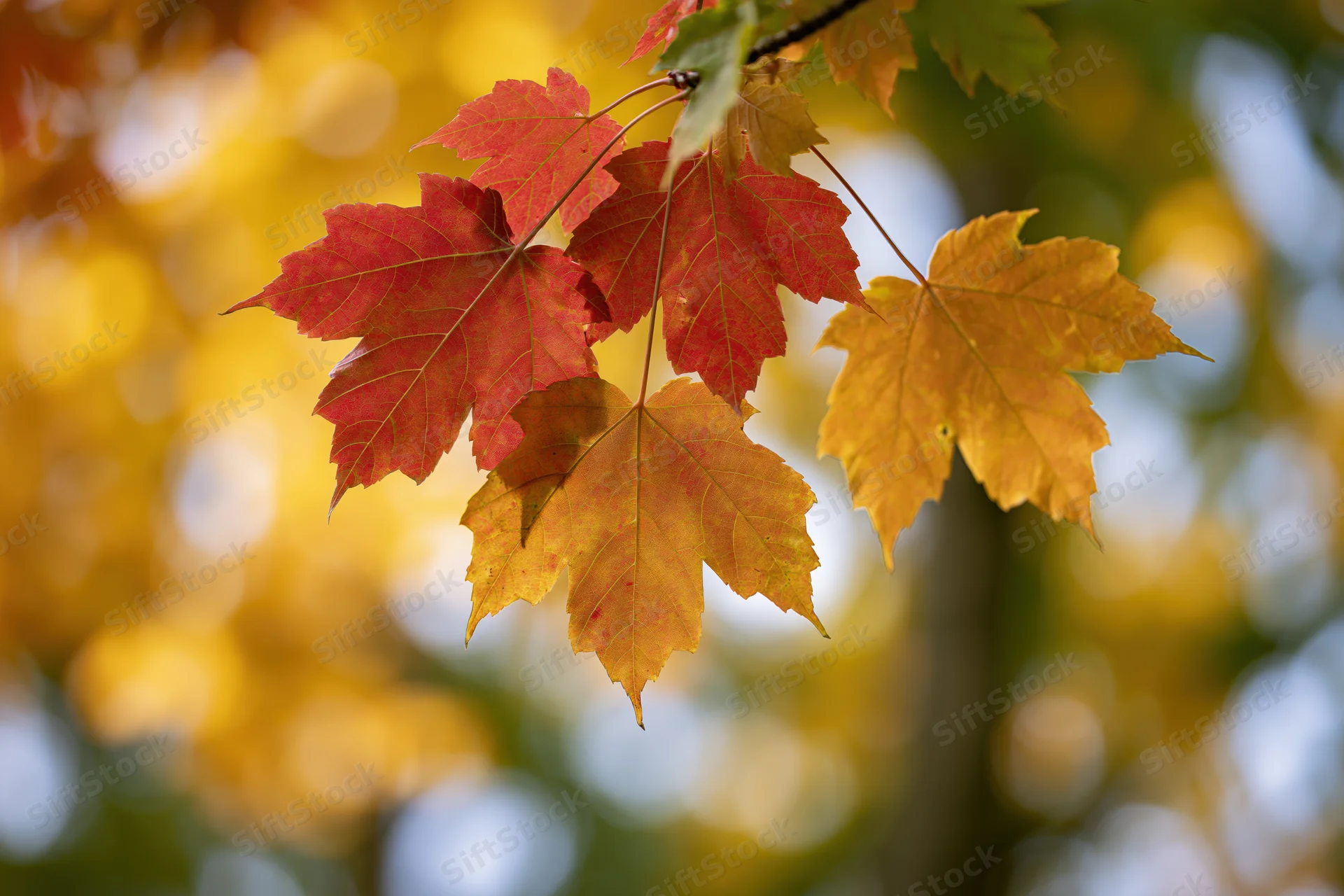 Red and orange maple leaves on a branch backlit by sunlight with blurred autumn foliage background