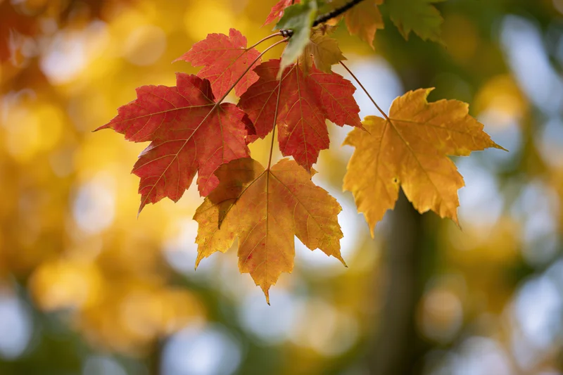 Red and orange maple leaves on a branch backlit by sunlight with blurred autumn foliage background