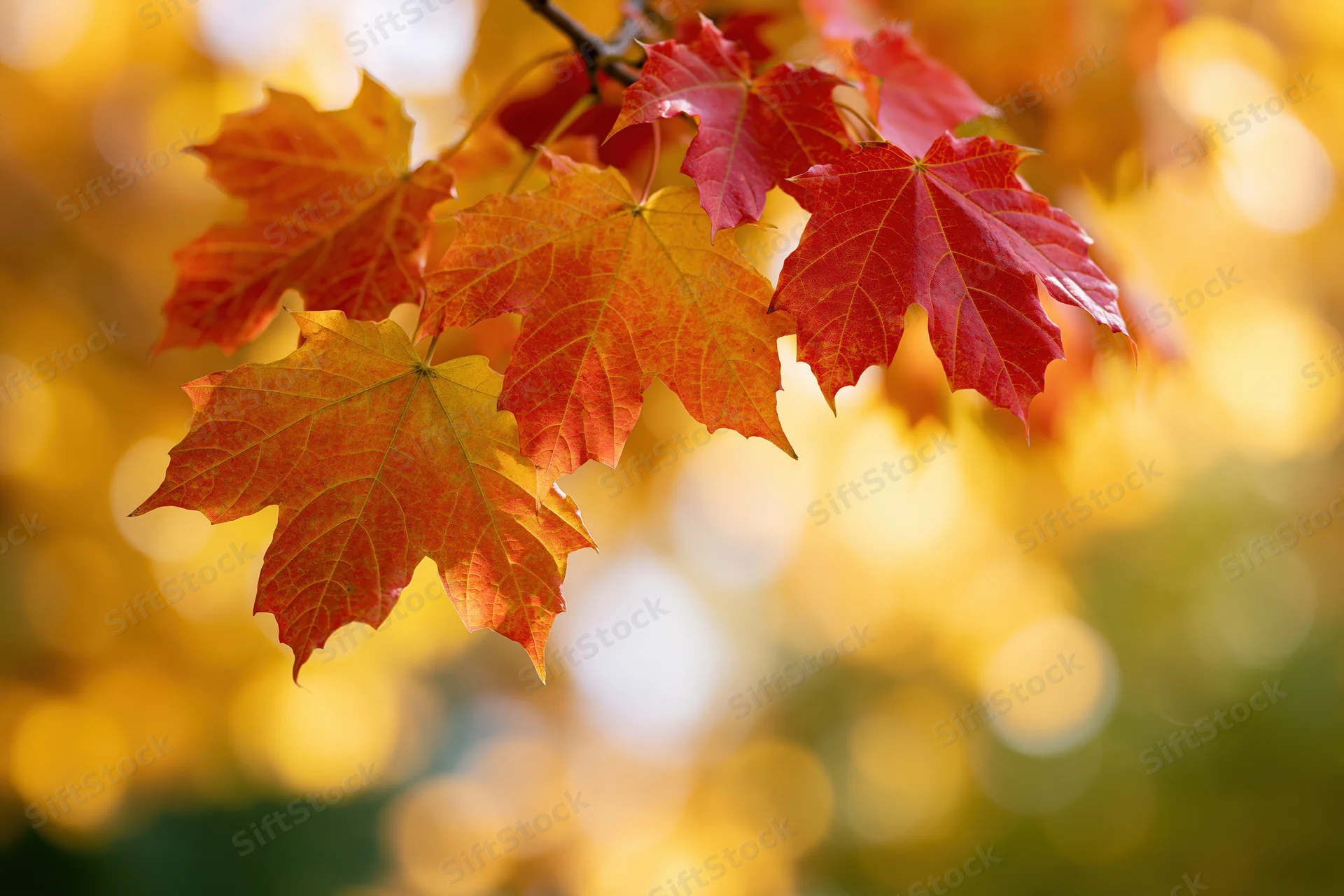 Closeup of red and orange maple leaves on a branch backlit by sunlight with blurred golden foliage background