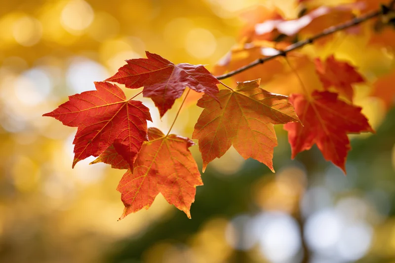 Red and orange maple leaves on a branch backlit by sunlight in autumn foliage