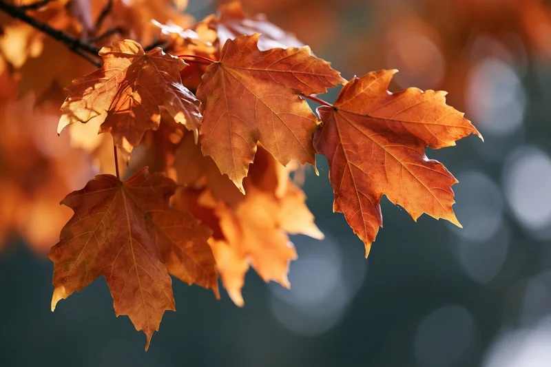 Cluster of orange maple leaves on a branch with soft bokeh background