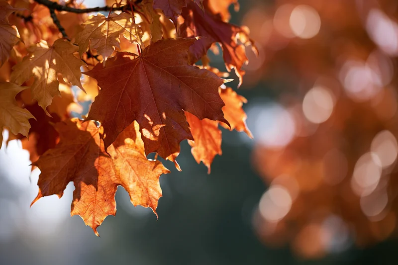 Cluster of autumn maple leaves on a branch filling the left frame with warm sunlight and bokeh background