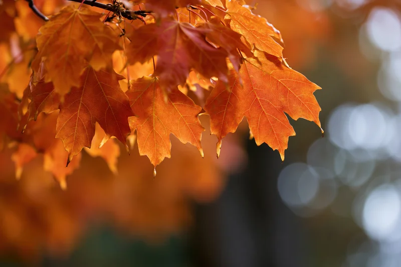 Cluster of orange maple leaves on a branch with blurred background and copyspace