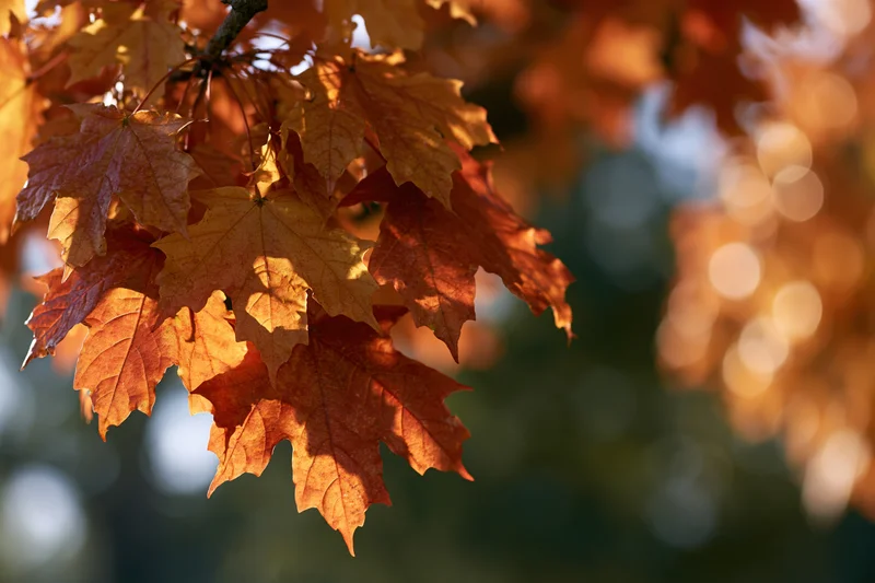 Cluster of autumn maple leaves on a branch with warm sunlight and bokeh background