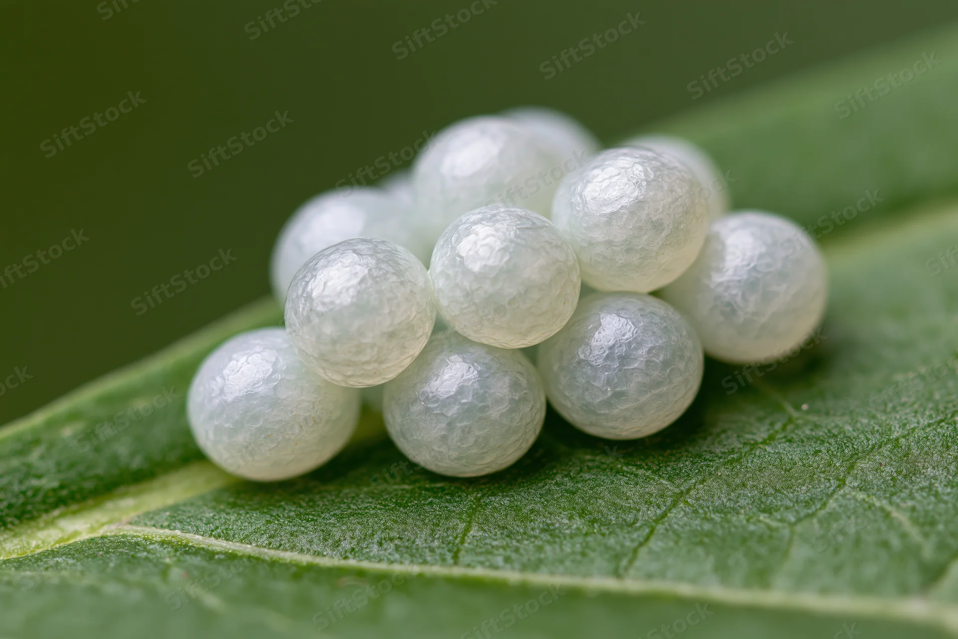 Cluster of pale translucent insect eggs arranged on a green leaf surface