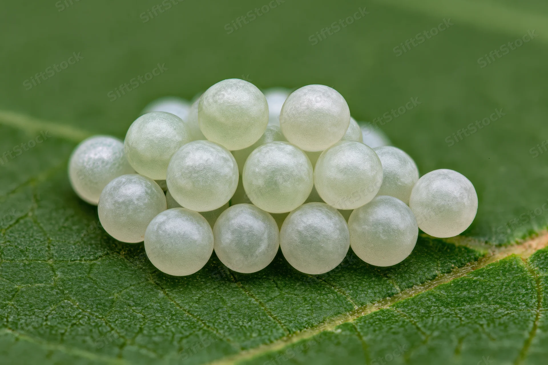 Cluster of pale translucent insect eggs arranged on a green leaf surface
