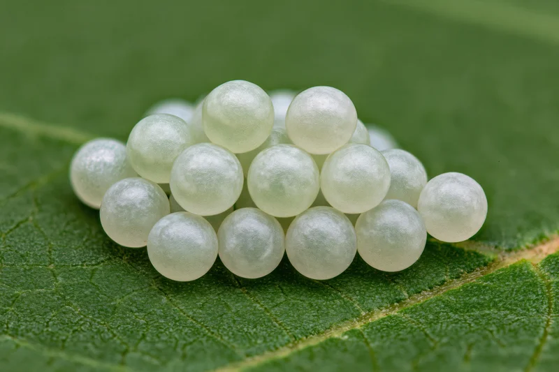 Cluster of pale translucent insect eggs arranged on a green leaf surface