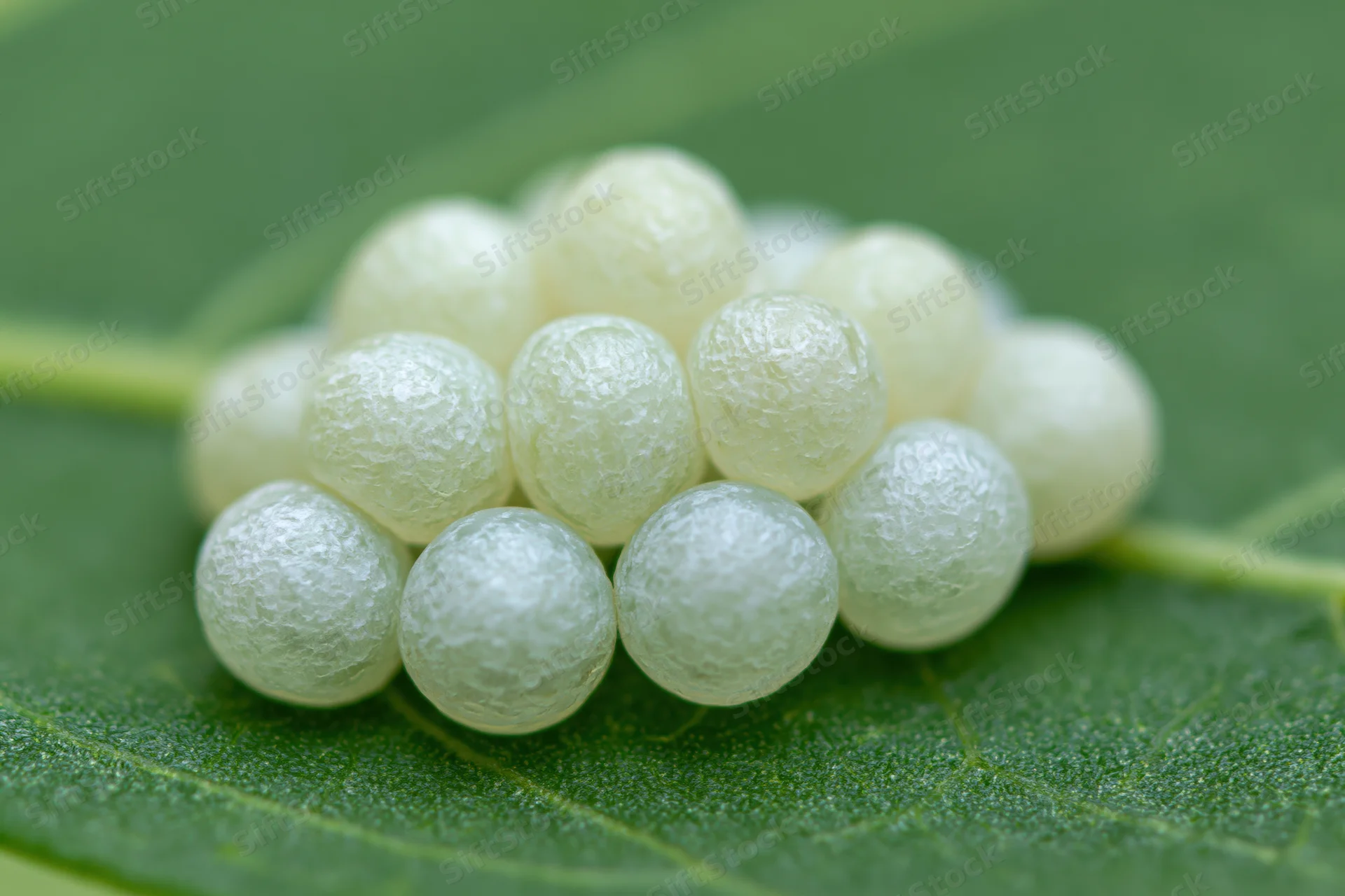 Cluster of pale translucent insect eggs arranged on a green leaf surface