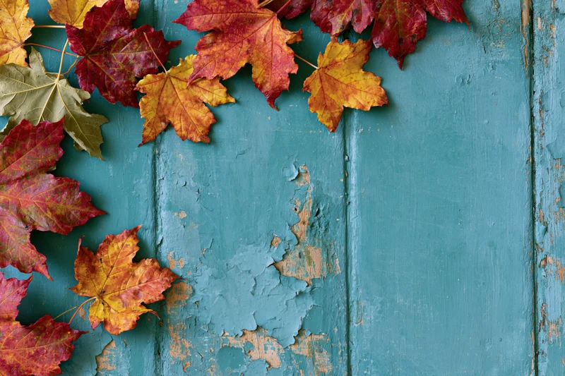 Colorful autumn maple leaves arranged along the left edge of a weathered blue wooden surface with peeling paint and copyspace on the right