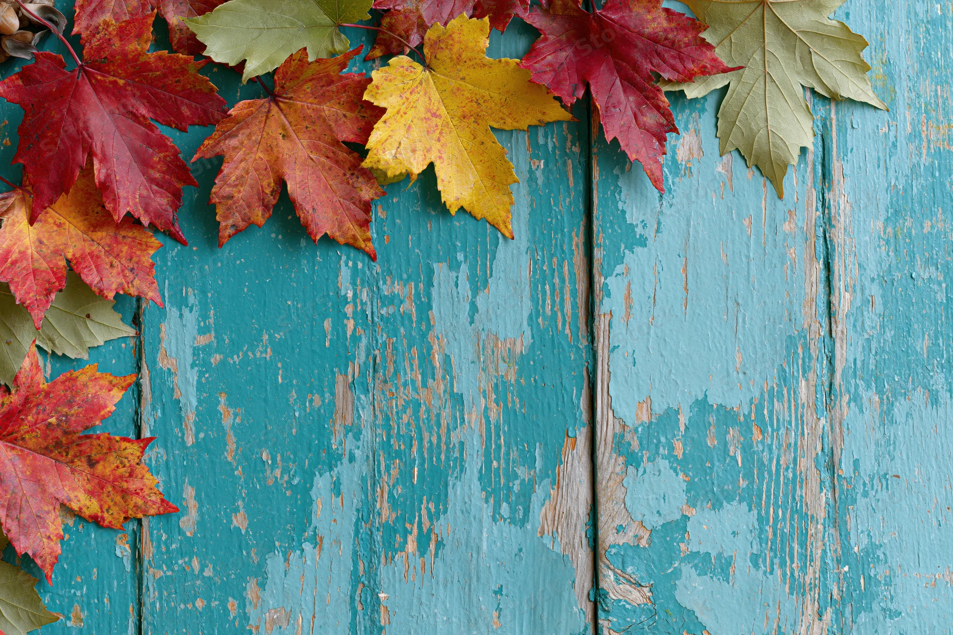 Colorful maple leaves arranged along the left edge of a weathered blue wooden surface