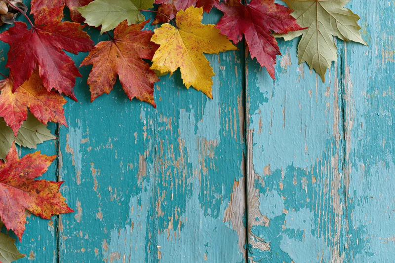 Colorful maple leaves arranged along the left edge of a weathered blue wooden surface