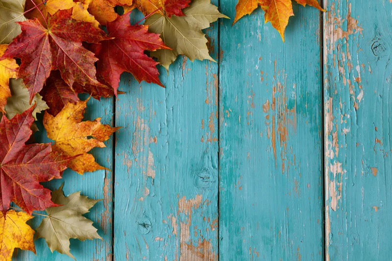 Colorful autumn maple leaves arranged along the left edge of a weathered blue wooden surface with peeling paint and copyspace on the right