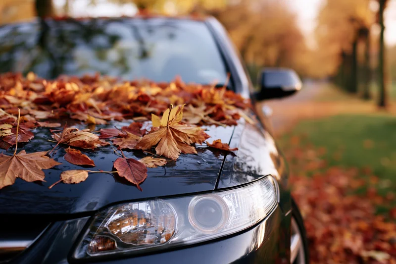 Black car hood covered in fallen autumn maple leaves in a park setting