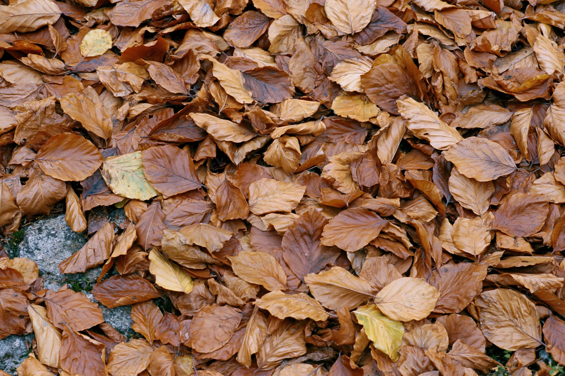 Dense layer of fallen autumn leaves covering forest floor over stone and moss