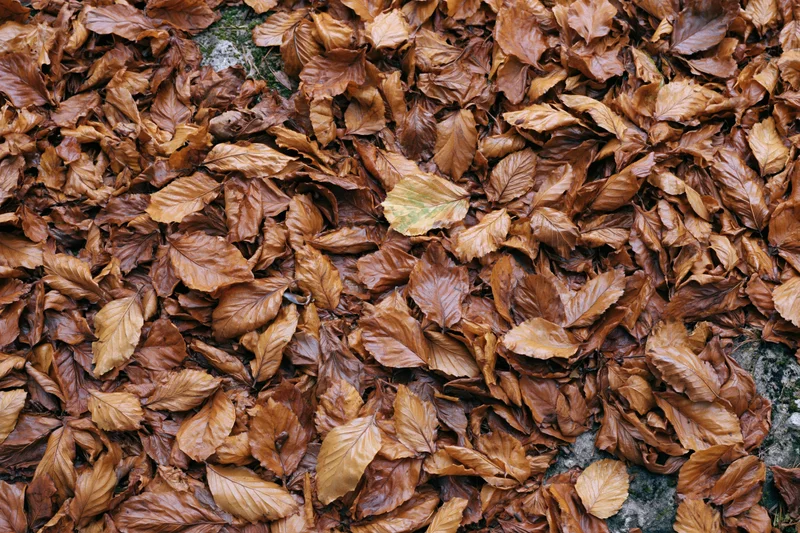 Dense layer of fallen autumn leaves covering forest floor