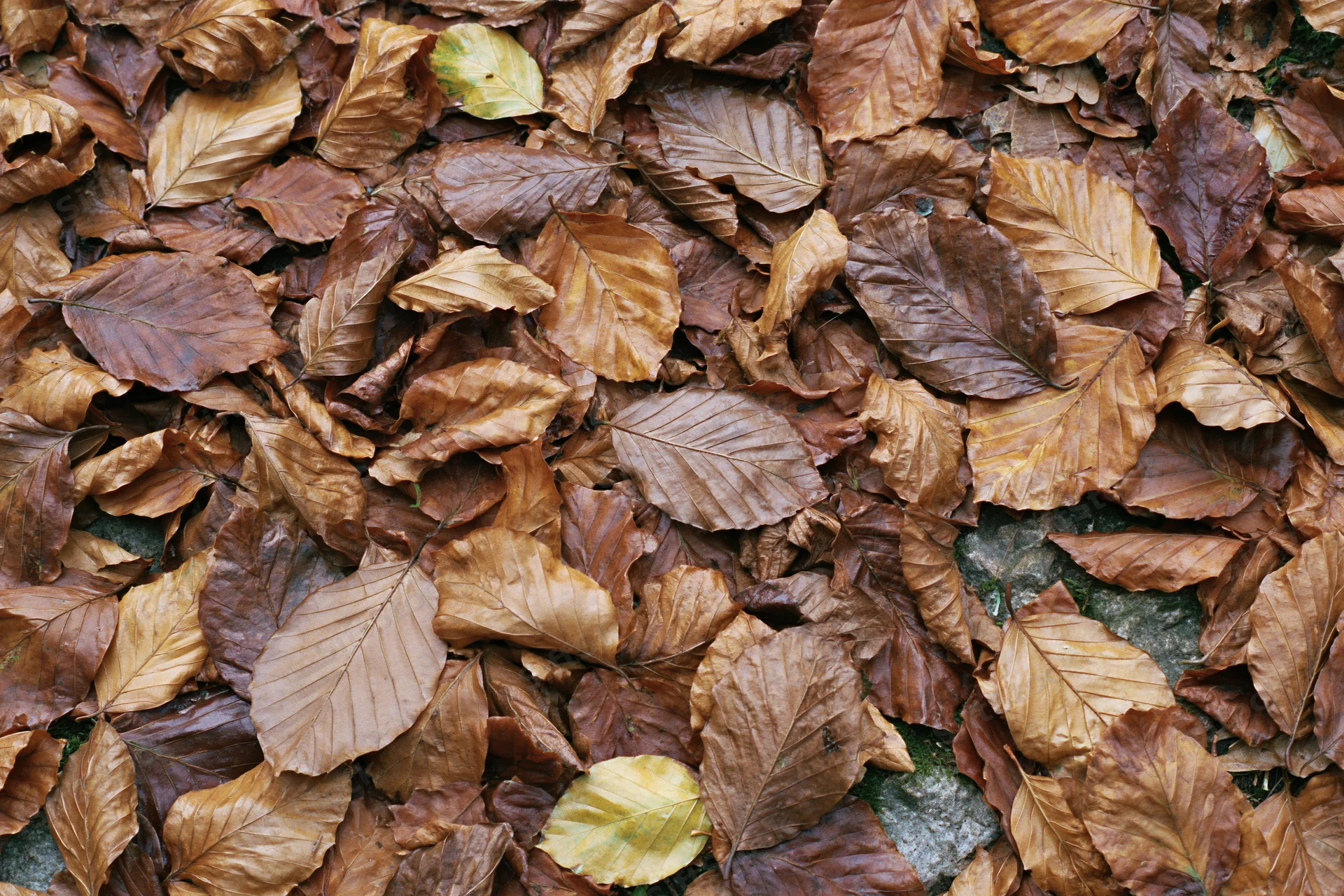 Dense layer of fallen autumn leaves covering forest floor over stones and moss